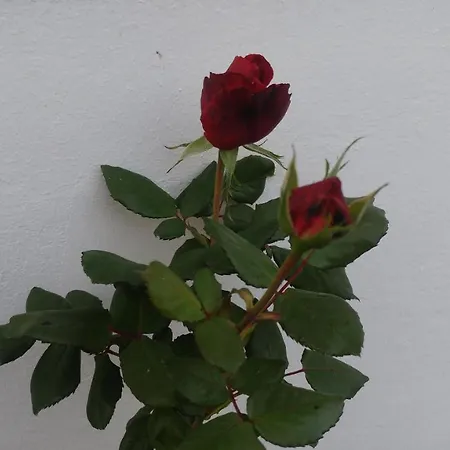 Daire Gartenblick *