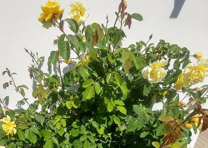 Gartenblick 沃尔普斯韦德