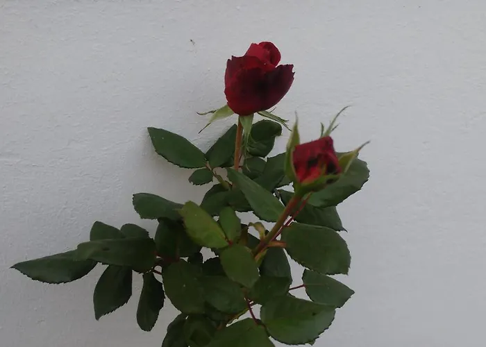 公寓 Gartenblick *